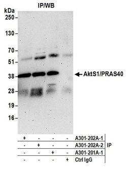 AktS1/PRAS40 Rabbit anti-Human, Polyclonal, Bethyl Laboratories 10 &mu;L;