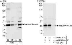 AktS1/PRAS40 Rabbit anti-Human, Polyclonal, Bethyl Laboratories 100 &mu;L;