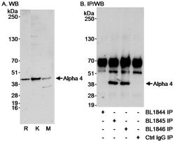 Alpha-4 Rabbit anti-Human, Mouse, Polyclonal, Bethyl Laboratories 100 &mu;L;