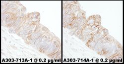 Alpha-Adducin Rabbit anti-Human, Polyclonal, Bethyl Laboratories 100 &mu;L;