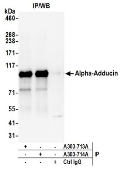 Alpha-Adducin Rabbit anti-Human, Polyclonal, Bethyl Laboratories 100 &mu;L;