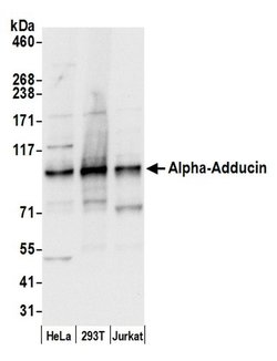 Alpha-Adducin Rabbit anti-Human, Polyclonal, Bethyl Laboratories 100 &mu;L;