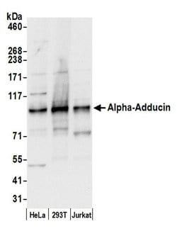 Alpha-Adducin Polyclonal Antibody, Bethyl Laboratories:Antibodies:Primary