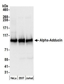 Alpha-Adducin Polyclonal Antibody, Bethyl Laboratories 20 &mu;L; Unconjugated:Antibodies,