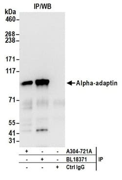 Alpha-adaptin Rabbit anti-Human, Polyclonal, Bethyl Laboratories 100 &mu;L;