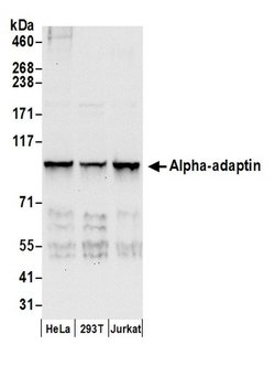 Alpha-adaptin Rabbit anti-Human, Polyclonal, Bethyl Laboratories 100 &mu;L;