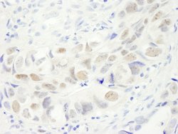 Anillin Polyclonal Antibody, Bethyl Laboratories 10 &mu;L; Unconjugated:Antibodies,