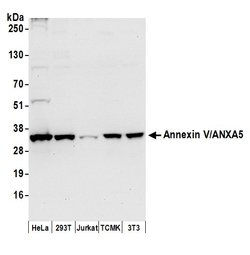 Annexin V/ANXA5 Rabbit anti-Human, Mouse, Polyclonal, Bethyl Laboratories