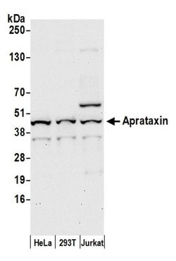 Aprataxin Polyclonal Antibody, Bethyl Laboratories:Antibodies:Primary Antibodies