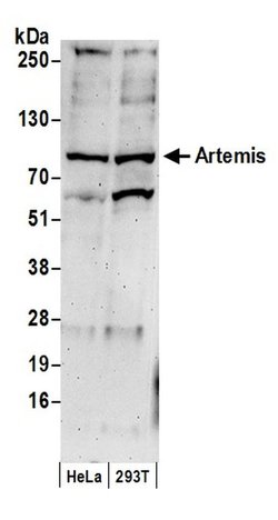 Artemis Rabbit anti-Human, Polyclonal, Bethyl Laboratories 10 &mu;L; Unconjugated:Antibodies,