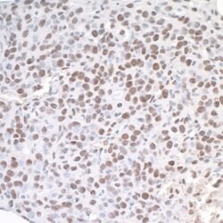 ASH2 Rabbit anti-Human, Mouse, Polyclonal, Bethyl Laboratories 100 &mu;L;