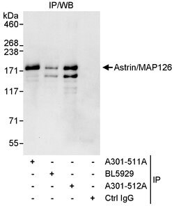 Astrin/MAP126 Rabbit anti-Human, Polyclonal, Bethyl Laboratories 10 &mu;L;