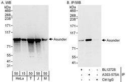 Asunder Rabbit anti-Human, Mouse, Polyclonal, Bethyl Laboratories 100 &mu;L;