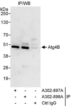Atg4B Rabbit anti-Human, Polyclonal, Bethyl Laboratories 100 &mu;L; Unconjugated:Antibodies,