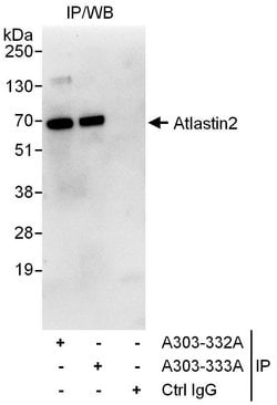 Atlastin-2 Rabbit anti-Human, Polyclonal, Bethyl Laboratories 10 &mu;L;