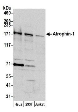 Atrophin 1 Rabbit anti-Human, Polyclonal, Bethyl Laboratories 10 &mu;L;