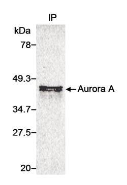 Aurora A Rabbit anti-Human, Polyclonal, Bethyl Laboratories 10 &mu;L; Unconjugated:Antibodies,