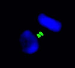 Aurora B Polyclonal Antibody, Bethyl Laboratories 10 &mu;l; Unlabeled:Antibodies,