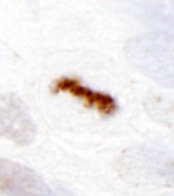 Aurora B Polyclonal Antibody, Bethyl Laboratories 10 &mu;l; Unlabeled:Antibodies,