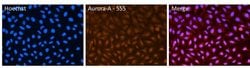 Aurora A Monoclonal Antibody (35C1), Alexa Fluor 555, Invitrogen 50 &mu;g;
