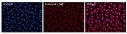 Invitrogen Aurora A Monoclonal Antibody (35C1), Alexa Fluor 647 50 &mu;g;