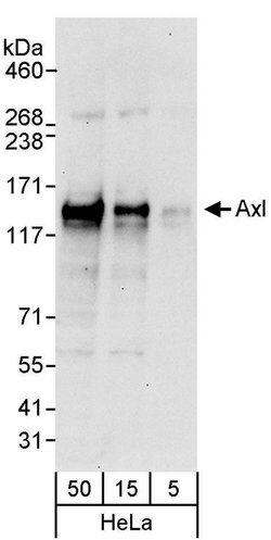 Axl Rabbit anti-Human, Polyclonal, Bethyl Laboratories 100 &mu;L; Unconjugated:Antibodies,