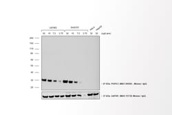 Invitrogen Goat anti-Mouse IgG (H+L) Cross-Adsorbed Secondary Antibody,