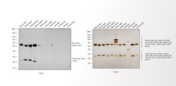 Invitrogen Goat anti-Mouse IgG (H+L) Cross-Adsorbed Secondary Antibody,