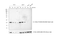 Invitrogen Goat anti-Rabbit IgG (H+L) Cross-Adsorbed Secondary Antibody,