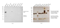 Invitrogen Goat anti-Rabbit IgG (H+L) Cross-Adsorbed Secondary Antibody,