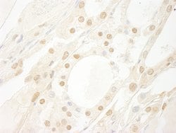 B-Myb Rabbit anti-Human, Polyclonal, Bethyl Laboratories 10 &mu;L; Unconjugated:Antibodies,