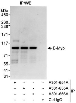 B-Myb Rabbit anti-Human, Polyclonal, Bethyl Laboratories 100 &mu;L; Unconjugated:Antibodies,