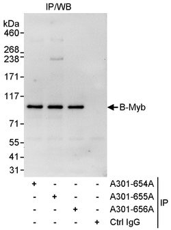 B-Myb Rabbit anti-Human, Polyclonal, Bethyl Laboratories 10 &mu;L; Unconjugated:Antibodies,