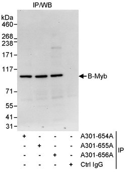 B-Myb Rabbit anti-Human, Polyclonal, Bethyl Laboratories 100 &mu;L; Unconjugated:Antibodies,