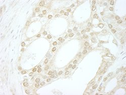 B-Myb Polyclonal Antibody, Bethyl Laboratories:Antibodies:Primary Antibodies