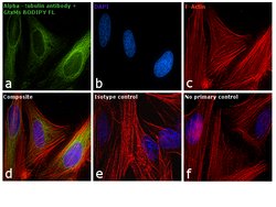 Invitrogen Goat anti-Mouse IgG (H+L) Cross-Adsorbed Secondary Antibody,