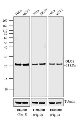 Invitrogen Goat anti-Mouse IgG (H+L) Cross-Adsorbed Secondary Antibody,