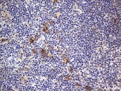 B2M Monoclonal Antibody (OTI1A7), TrueMAB , OriGene 100 &mu;L; Unconjugated:Antibodies,