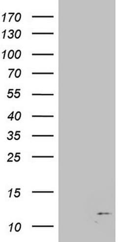 B2M Monoclonal Antibody (OTI1A7), TrueMAB , OriGene:Antibodies:Primary