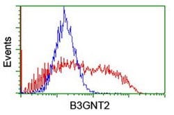 B3GNT2 Monoclonal Antibody (OTI1G10), TrueMAB , OriGene 100 &mu;L; Unconjugated:Antibodies,