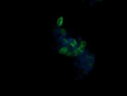 B3GNT2 Mouse anti-Human, Clone: OTI3A9, liquid, TrueMAB 100 &mu;L; Unconjugated:Antibodies,