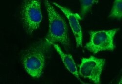 B3GNT2 Mouse anti-Human, Clone: OTI3A9, liquid, TrueMAB 100 &mu;L; Unconjugated:Antibodies,