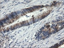 B3GNT2 Mouse anti-Human, Clone: OTI3A9, liquid, TrueMAB 100 &mu;L; Unconjugated:Antibodies,