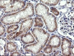 B3GNT2 Mouse anti-Human, Clone: OTI3A9, liquid, TrueMAB 100 &mu;L; Unconjugated:Antibodies,