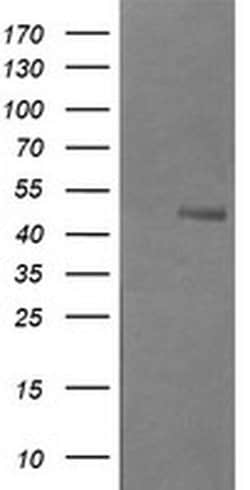 B3GNT2 Mouse anti-Human, Clone: OTI3A9, liquid, TrueMAB 100 &mu;L; Unconjugated:Antibodies,