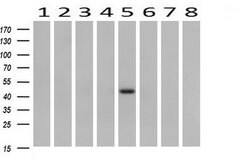 B3GNT2 Monoclonal Antibody (OTI4B9), TrueMAB , OriGene 30 &mu;L | Buy Online | OriGene | Fisher Scientific