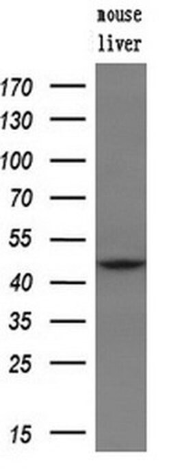 B3GNT2 Monoclonal Antibody (OTI4B9), TrueMAB , OriGene 30 &mu;L | Buy Online | OriGene | Fisher Scientific