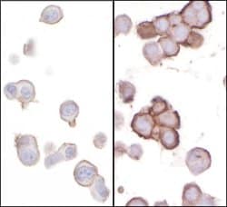 CD276 Rabbit anti-Human, Polyclonal, Bethyl Laboratories 100 &mu;L; Unconjugated:Antibodies,