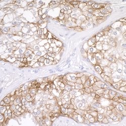CD276 Rabbit anti-Human, Polyclonal, Bethyl Laboratories 100 &mu;L; Unconjugated:Antibodies,