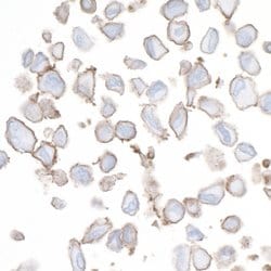 B7-H3/CD276 Recombinant Rabbit Monoclonal Antibody (BLR025F), Bethyl Laboratories